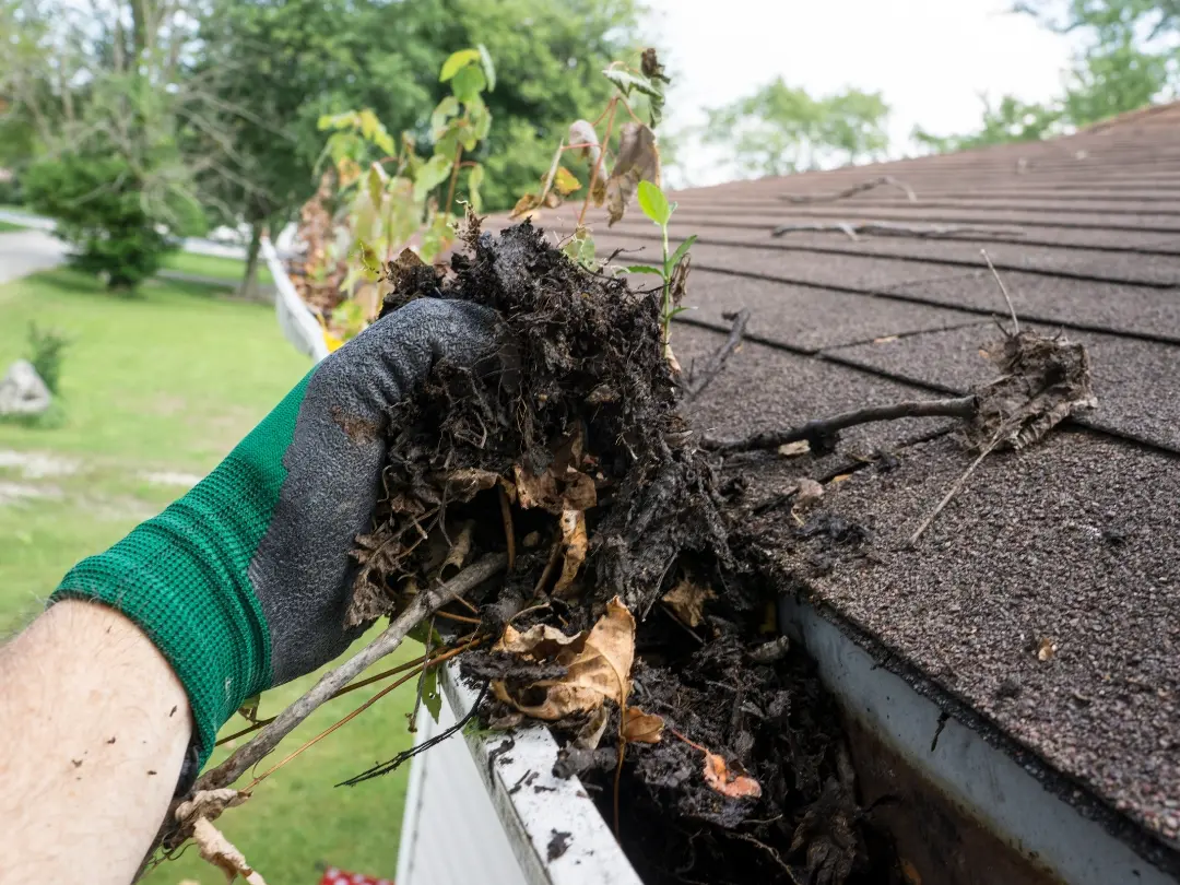 Green Sleaves Lawn & Garden Care (3)